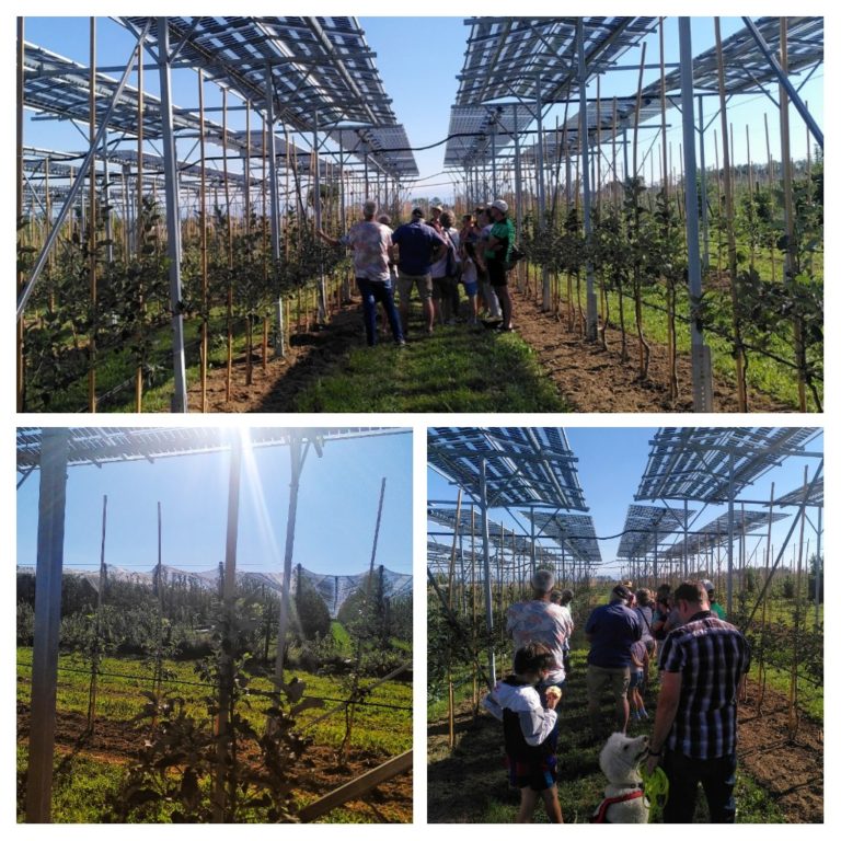 Agri-Photovoltaik bei KOB