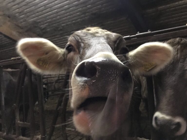 Hören, was Landwirtschaft braucht – HofDialog vom Grünen Ortsverband